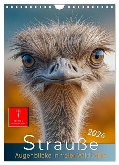 Strauße - Augenblicke in freier Wildbahn (Wandkalender 2026 DIN A4 hoch), CALVENDO Monatskalender
