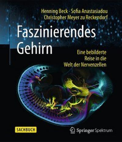 Faszinierendes Gehirn