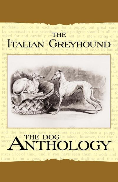 The Italian Greyhound