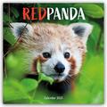 Red Panda/Rote Pandas - Rote Pandabären 2027