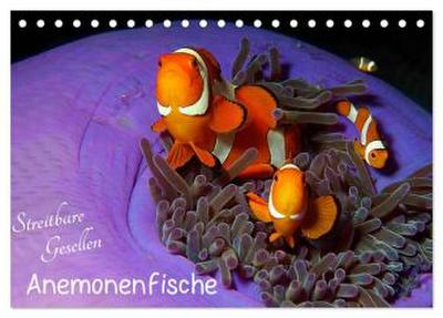 Anemonenfische - Streitbare Gesellen (Tischkalender 2026 DIN A5 quer), CALVENDO Monatskalender