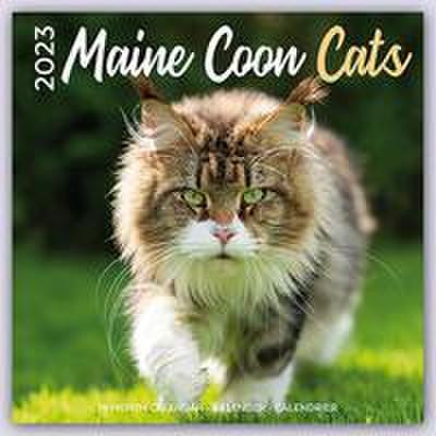 Maine Coon Cats - Main Coon Katzen 2023 - 16-Monatskalender