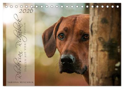 Rhodesian Ridgeback - Herzen auf vier Pfoten (Tischkalender 2026 DIN A5 quer), CALVENDO Monatskalender