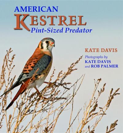 American Kestrel