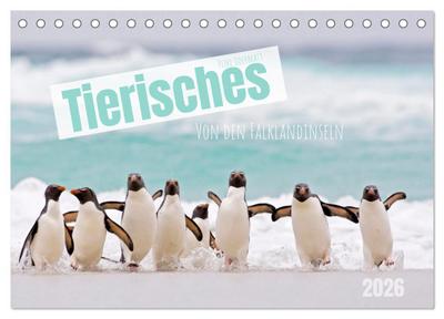 Tierisches von den Falklandinseln (Tischkalender 2026 DIN A5 quer), CALVENDO Monatskalender