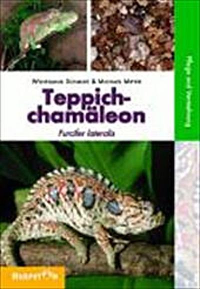 Teppichchamäleon