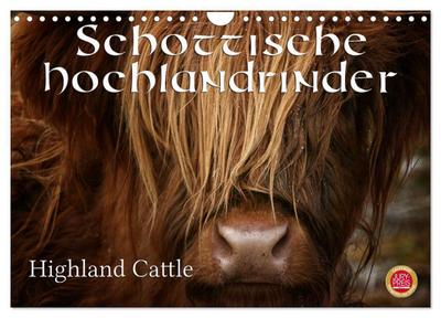 Schottische Hochlandrinder - Highland Cattle (Wandkalender 2024 DIN A4 quer), CALVENDO Monatskalender