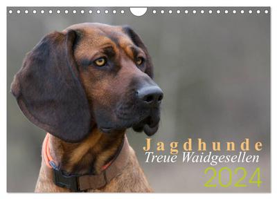 Jagdhunde - Treue Waidgesellen (Wandkalender 2024 DIN A4 quer), CALVENDO Monatskalender
