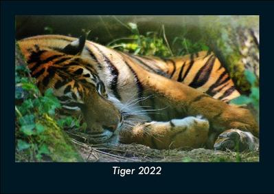 Tiger 2022 Fotokalender DIN A5