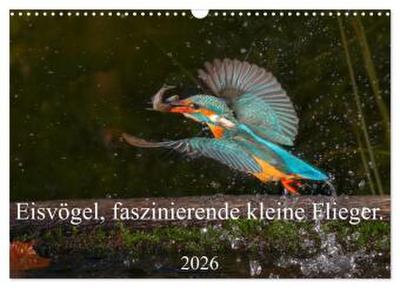 Eisvögel, faszinierende kleine Flieger. (Wandkalender 2026 DIN A3 quer), CALVENDO Monatskalender