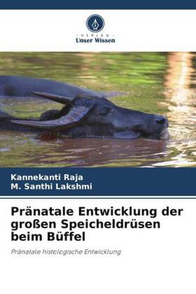 Pränatale Entwicklung der großen Speicheldrüsen beim Büffel