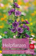 Heilpflanzen: Erkennen - Sammeln - Anwenden (BLV Naturführer)