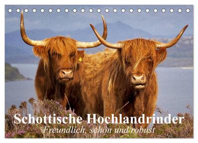 Schottische Hochlandrinder. Freundlich, schön und robust (Tischkalender 2024 DIN A5 quer), CALVENDO Monatskalender