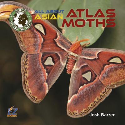 All about Asian Atlas Moths