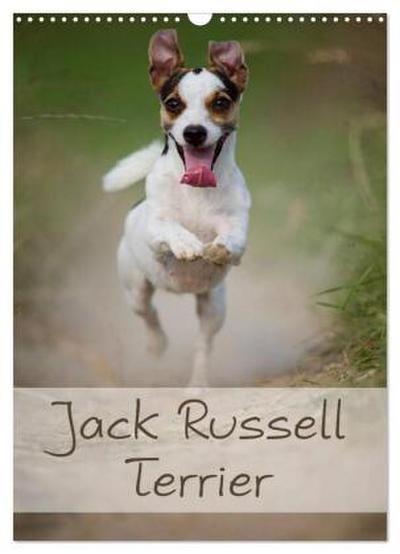 Jack Russell Terrier (Wandkalender 2026 DIN A3 hoch), CALVENDO Monatskalender