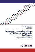 Molecular characterization of SRY gene in Murrah b