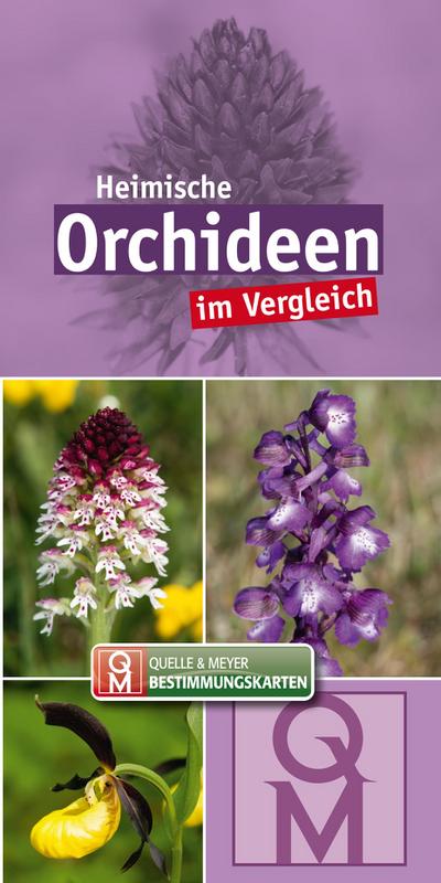 Heimische Orchideen im Vergleich - 10er-Set