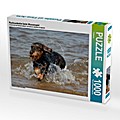 Rauhaardackel beim Wasserspiel (Puzzle)