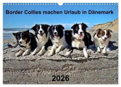 Border Collies machen Urlaub in Dänemark (Wandkalender 2026 DIN A3 quer), CALVENDO Monatskalender
