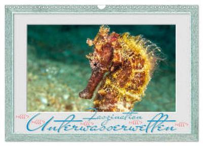 Faszination Unterwasserwelten (Wandkalender 2026 DIN A3 quer), CALVENDO Monatskalender