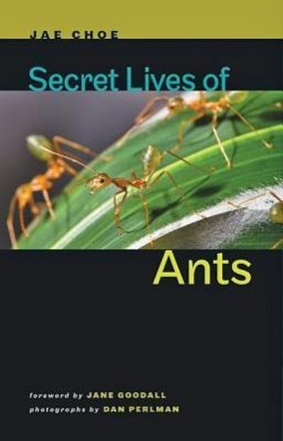 Secret Lives of Ants - Jae Choe