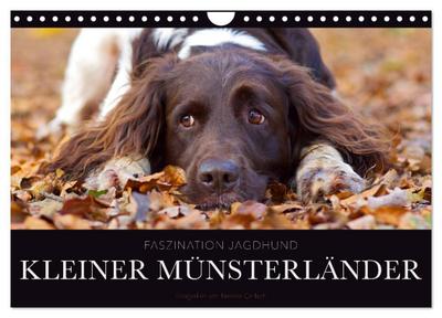 Faszination Jagdhund - Kleiner Münsterländer (Wandkalender 2024 DIN A4 quer), CALVENDO Monatskalender