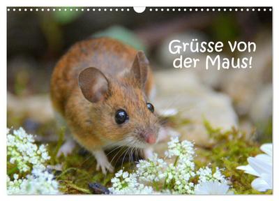 Grüsse von der Maus! (Wandkalender 2026 DIN A3 quer), CALVENDO Monatskalender