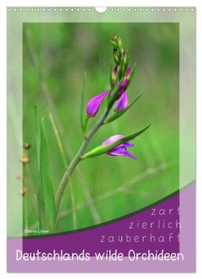 Deutschlands wilde Orchideen (Wandkalender 2026 DIN A3 hoch), CALVENDO Monatskalender