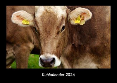 Kuhkalender 2026 Fotokalender DIN A3
