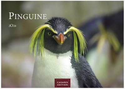 Pinguine Kalender 2026 - Wandkalender | Fotokalender Tierkalender 35x50cm Grosses Format | . mit niedlichen Pinguin-Motiven im antarktischen Lebensraum.