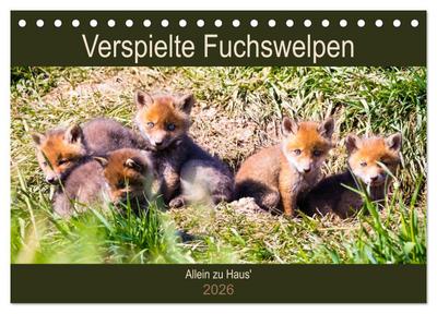Verspielte Fuchswelpen - Allein zu Haus’ (Tischkalender 2026 DIN A5 quer), CALVENDO Monatskalender