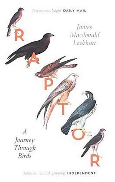 Raptor