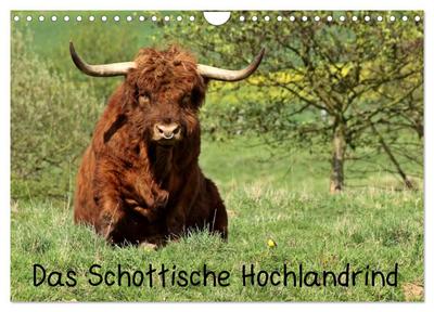 Das Schottische Hochlandrind (Wandkalender 2024 DIN A4 quer), CALVENDO Monatskalender