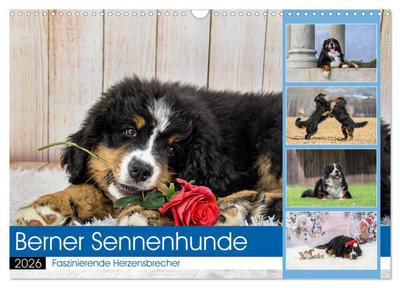 Berner Sennenhunde - Faszinierende Herzensbrecher (Wandkalender 2026 DIN A3 quer), CALVENDO Monatskalender