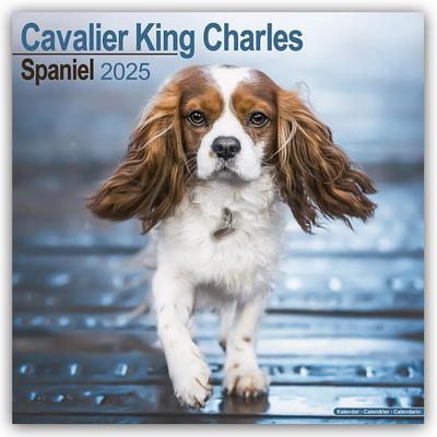 Cavalier King Charles Spaniel 2025 - 16-Monatskalender