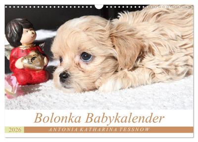 Bolonka Babykalender 2026 (Wandkalender 2026 DIN A3 quer), CALVENDO Monatskalender