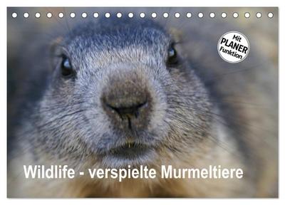 Wildlife - Verspielte Murmeltiere (Tischkalender 2026 DIN A5 quer), CALVENDO Monatskalender