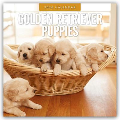 Golden Retriever Puppies - Golden Retriever Welpen 2026 - 16-Monatskalender