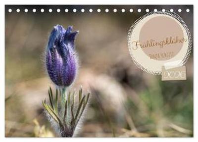 Frühlingsblüher - Farbenpracht nach dem Winter (Tischkalender 2026 DIN A5 quer), CALVENDO Monatskalender