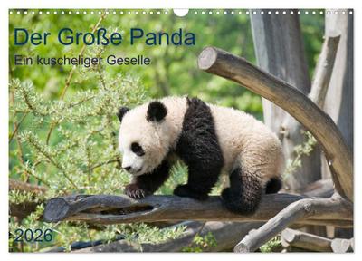 Der Große Panda Ein kuscheliger Geselle (Wandkalender 2026 DIN A3 quer), CALVENDO Monatskalender