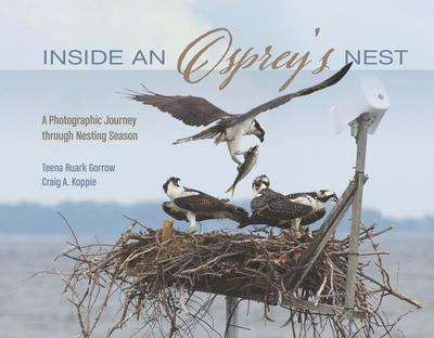 Inside an Osprey’s Nest