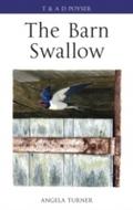 Barn Swallow