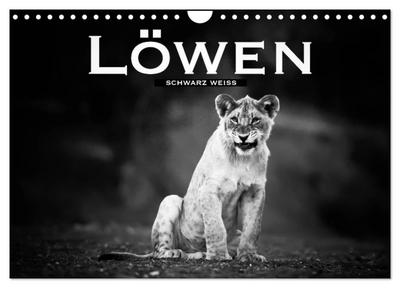 Löwen schwarz weiß (Wandkalender 2024 DIN A4 quer), CALVENDO Monatskalender