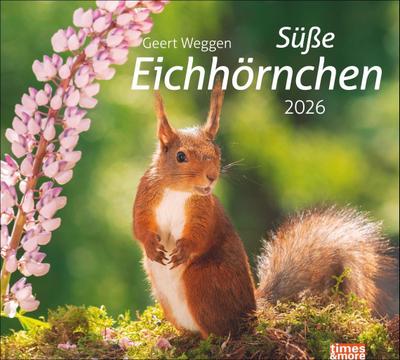 times&more Eichhörnchen Bildkalender 2026