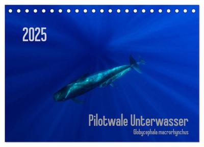 Pilotwale Unterwasser - Globicephala macrorhynchus (Tischkalender 2025 DIN A5 quer), CALVENDO Monatskalender
