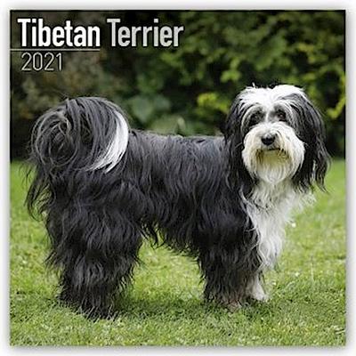 Tibetan Terrier - Tibet Terrier 2021