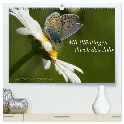 Mit Bläulingen durch das Jahr (hochwertiger Premium Wandkalender 2026 DIN A2 quer), Kunstdruck in Hochglanz