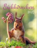 Eichhörnchen 2027