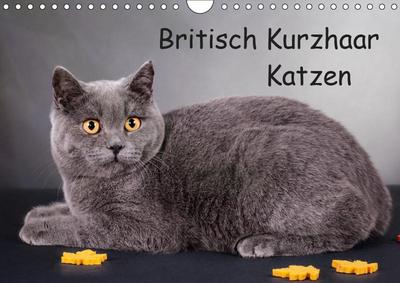 Britisch Kurzhaar Katzen (Wandkalender 2019 DIN A4 quer)