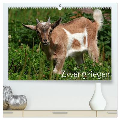 Zwergziegen (hochwertiger Premium Wandkalender 2025 DIN A2 quer), Kunstdruck in Hochglanz